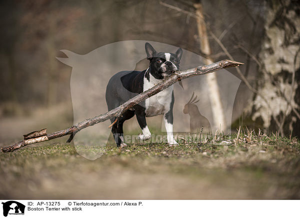 Boston Terrier mit Stock / Boston Terrier with stick / AP-13275