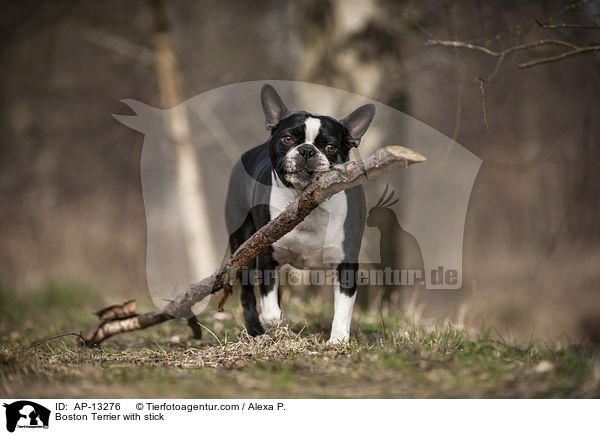 Boston Terrier mit Stock / Boston Terrier with stick / AP-13276