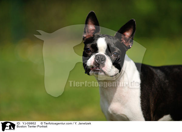 Boston Terrier Portrait / Boston Terrier Portrait / YJ-09862