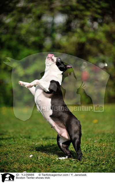 Boston Terrier zeigt Trick / Boston Terrier shows trick / YJ-09866