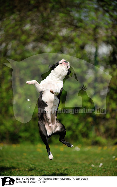 springender Boston Terrier / jumping Boston Terrier / YJ-09868