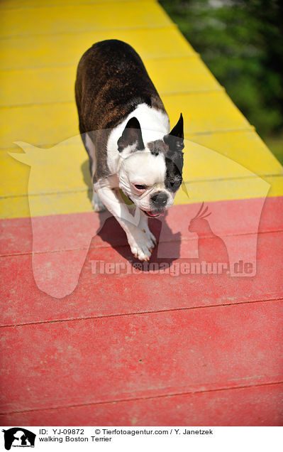laufender Boston Terrier / walking Boston Terrier / YJ-09872