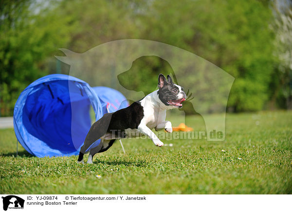 rennender Boston Terrier / running Boston Terrier / YJ-09874