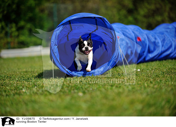 rennender Boston Terrier / running Boston Terrier / YJ-09875