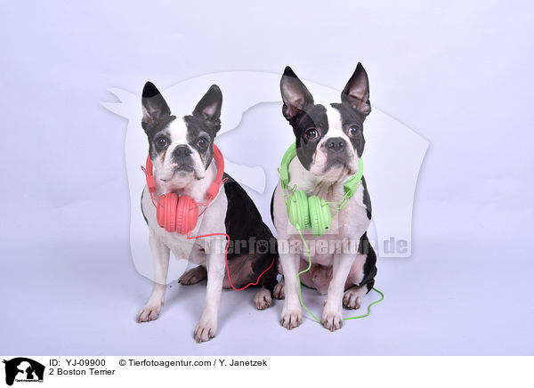 2 Boston Terrier / 2 Boston Terrier / YJ-09900