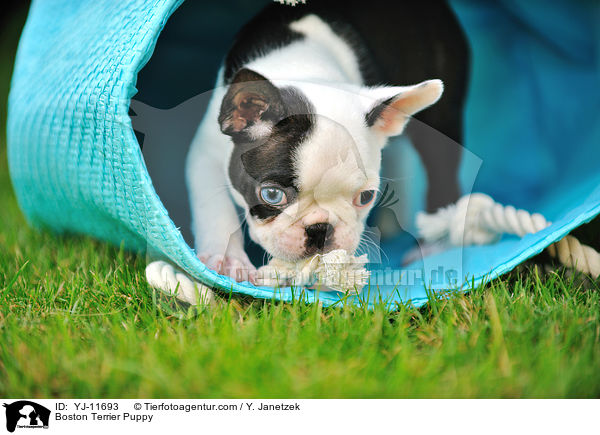 Boston Terrier Welpe / Boston Terrier Puppy / YJ-11693