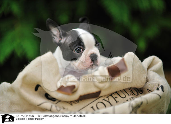 Boston Terrier Welpe / Boston Terrier Puppy / YJ-11696