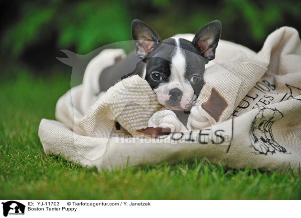 Boston Terrier Welpe / Boston Terrier Puppy / YJ-11703