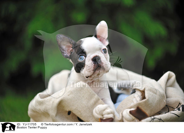 Boston Terrier Welpe / Boston Terrier Puppy / YJ-11705