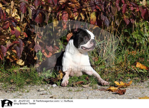 lying Boston Terrier / JH-25123