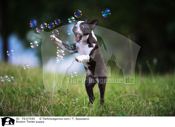 Boston Terrier Welpe / Boston Terrier puppy / TS-01040