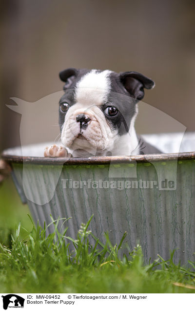 Boston Terrier Puppy / MW-09452