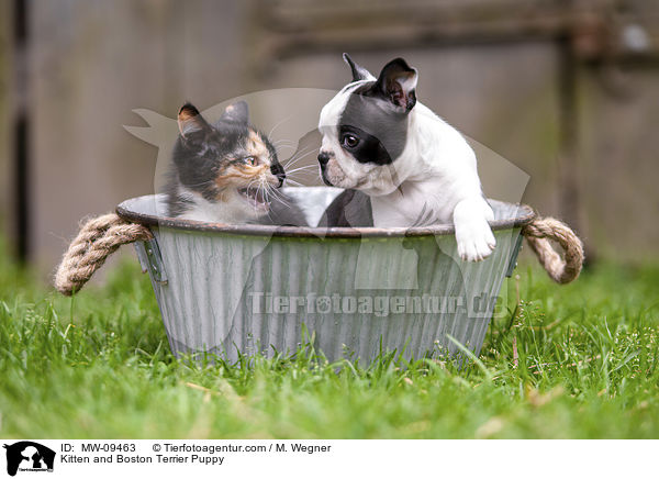 Kitten and Boston Terrier Puppy / MW-09463