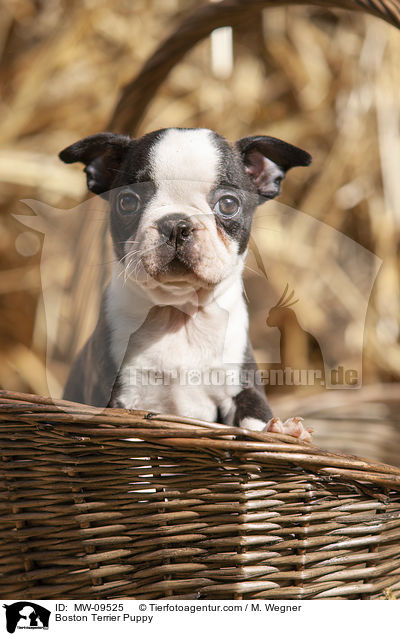 Boston Terrier Puppy / MW-09525