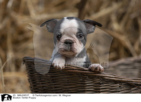 Boston Terrier Puppy / MW-09537