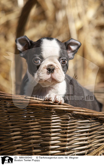 Boston Terrier Puppy / MW-09540