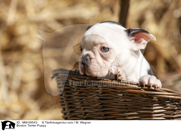Boston Terrier Puppy / MW-09543