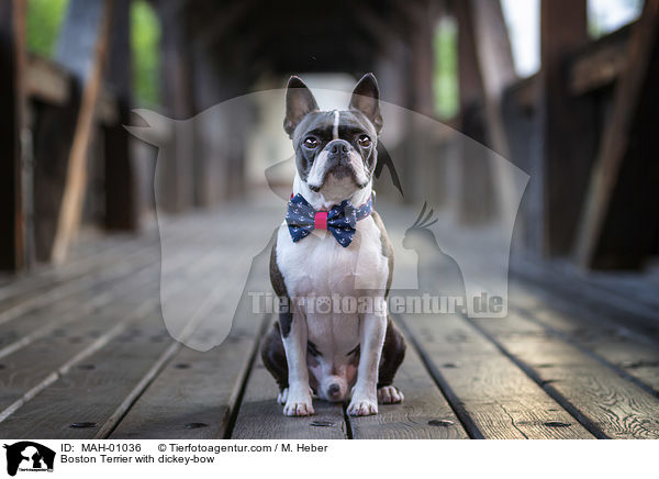 Boston Terrier mit Fliege / Boston Terrier with dickey-bow / MAH-01036