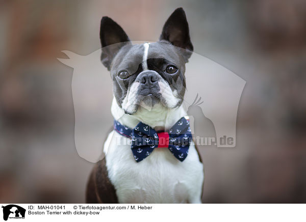 Boston Terrier mit Fliege / Boston Terrier with dickey-bow / MAH-01041