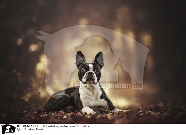 lying Boston Terrier / KFI-01231