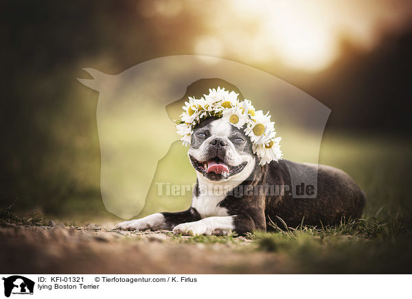 lying Boston Terrier / KFI-01321