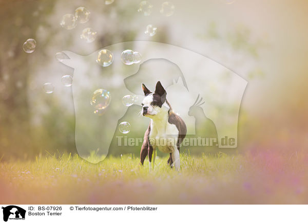 Boston Terrier / Boston Terrier / BS-07926