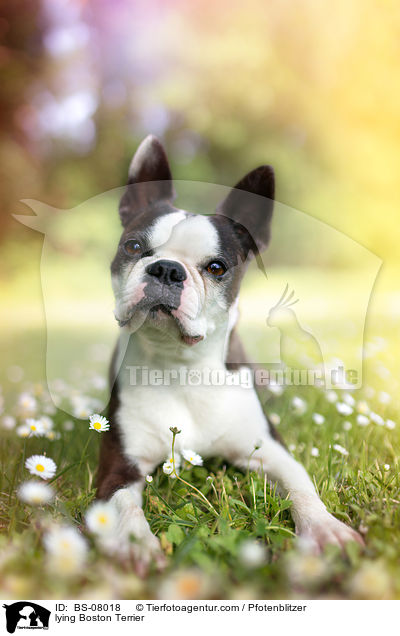 liegender Boston Terrier / lying Boston Terrier / BS-08018