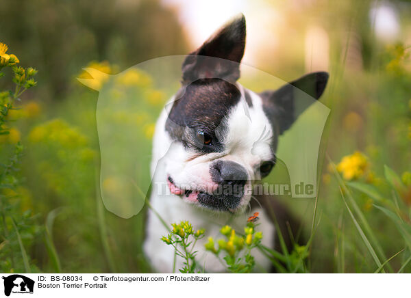 Boston Terrier Portrait / BS-08034