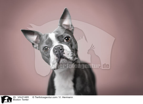 grau-weier Boston Terrier / Boston Terrier / VH-01485