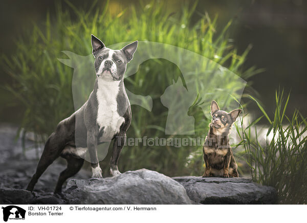 grau-weier Boston Terrier / Borston Terrier / VH-01724