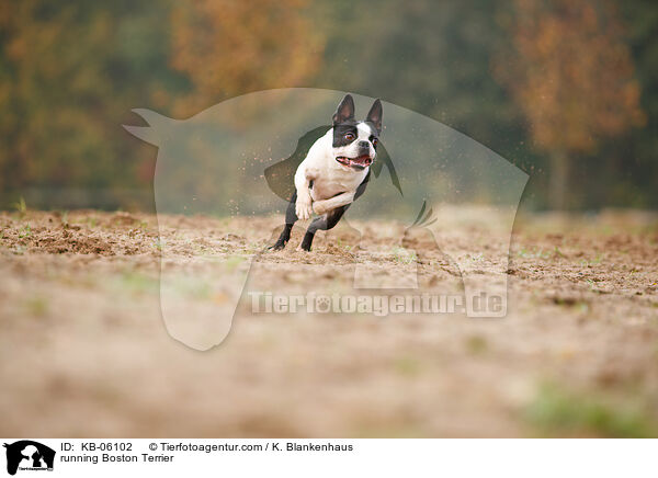 rennender Boston Terrier / running Boston Terrier / KB-06102