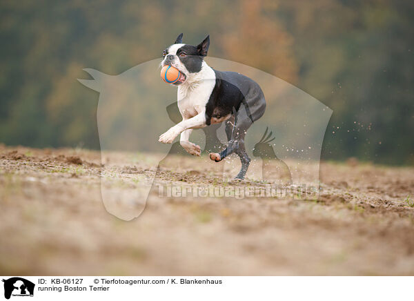 rennender Boston Terrier / running Boston Terrier / KB-06127
