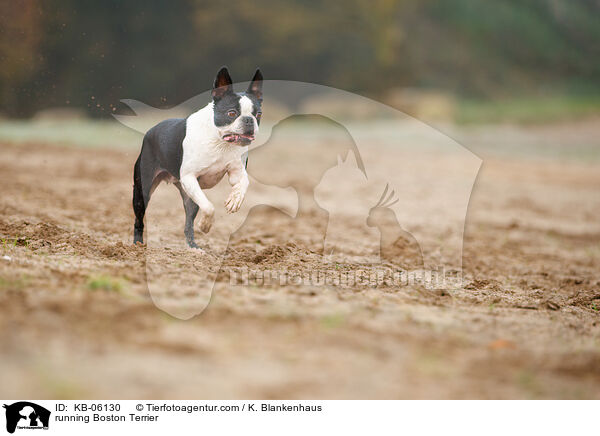 rennender Boston Terrier / running Boston Terrier / KB-06130