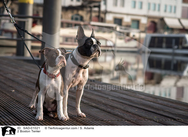 2 Boston Terrier / 2 Boston Terrier / SAD-01021