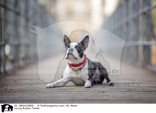 junger Boston Terrier / young Boston Terrier / MAH-02668