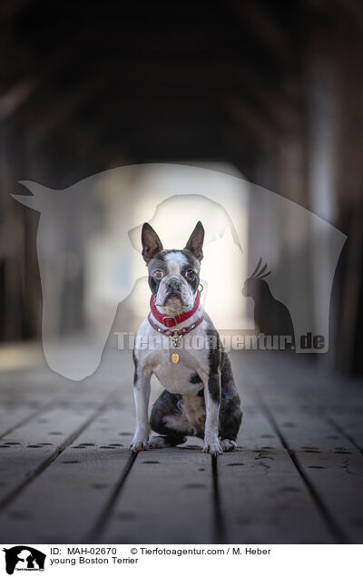 junger Boston Terrier / young Boston Terrier / MAH-02670