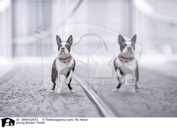 junger Boston Terrier / young Boston Terrier / MAH-02673