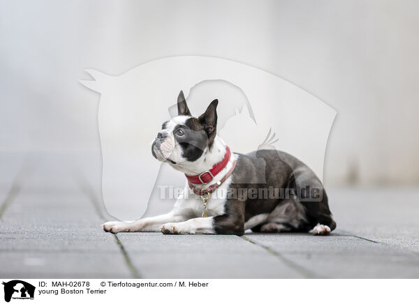young Boston Terrier / MAH-02678