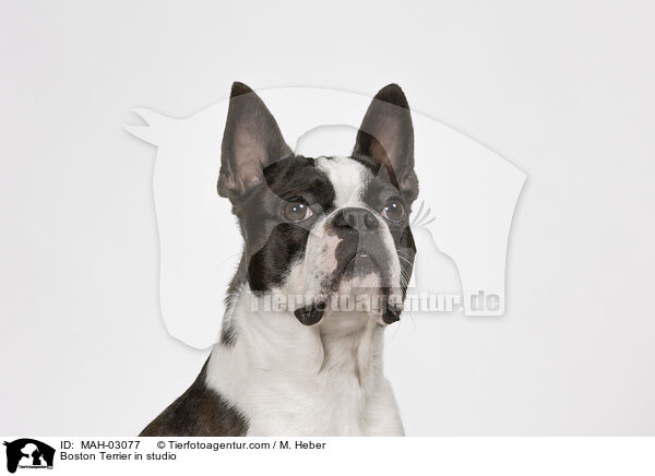 Boston Terrier im Studio / Boston Terrier in studio / MAH-03077
