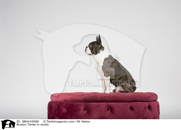 Boston Terrier in studio / MAH-03089