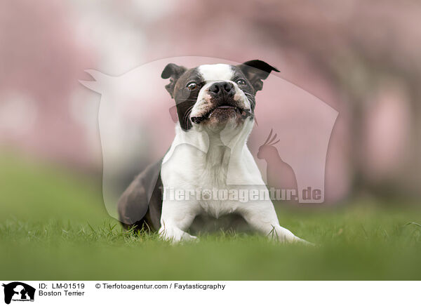 Boston Terrier / Boston Terrier / LM-01519