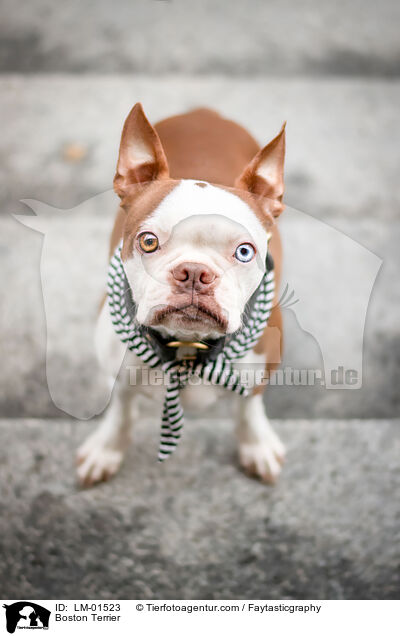 Boston Terrier / Boston Terrier / LM-01523