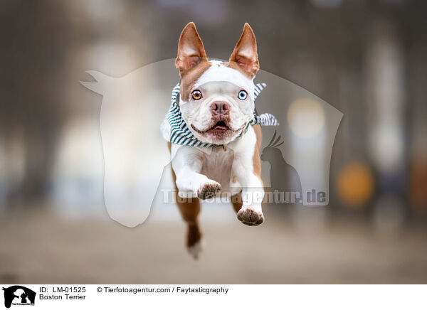 Boston Terrier / Boston Terrier / LM-01525