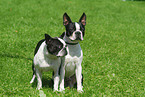 Boston Terrier