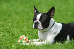 Boston Terrier