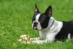 Boston Terrier