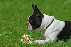 Boston Terrier