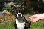 Boston Terrier giving paw