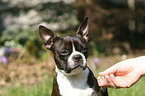 Boston Terrier giving paw