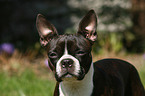 Boston Terrier Portrait